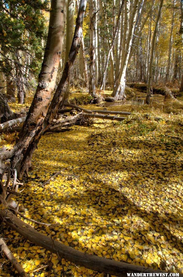 Creek Covered with Leaves