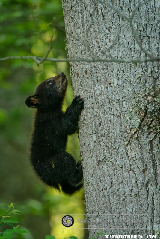 Cub Climbing Tree