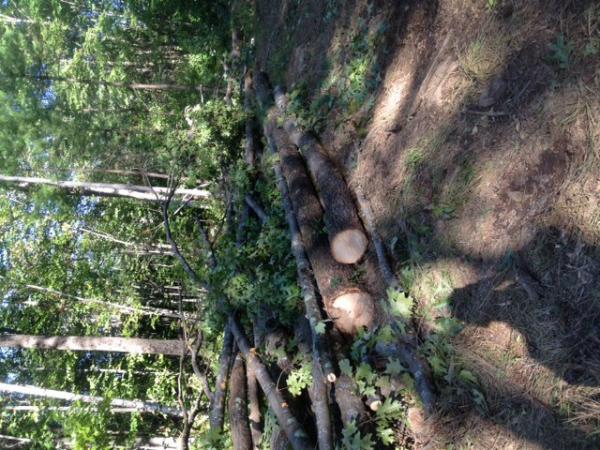 Cutting firewood for heat and also new food plot location.