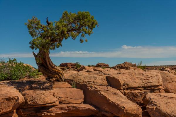 Dead Horse Point State Park, UT