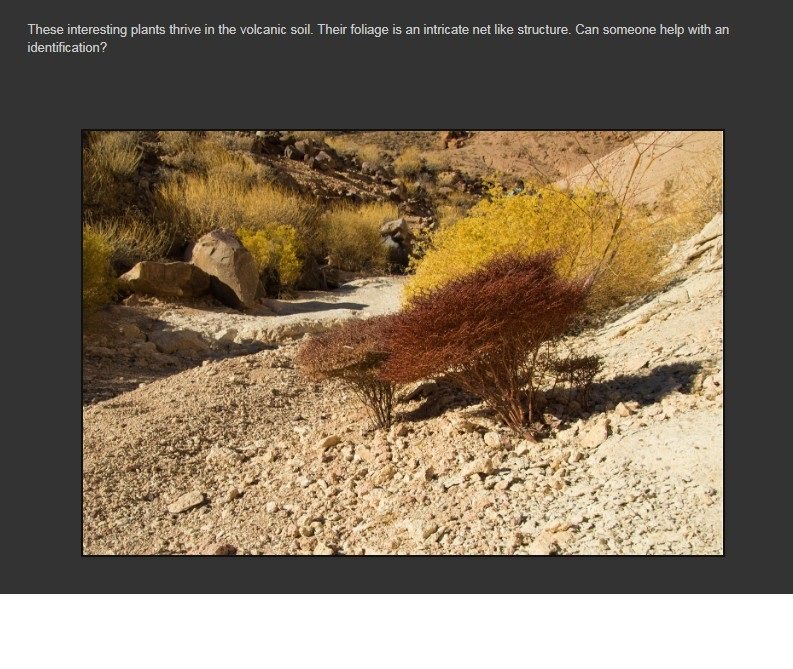 Death Valley   Johnson Canyon Plant ID