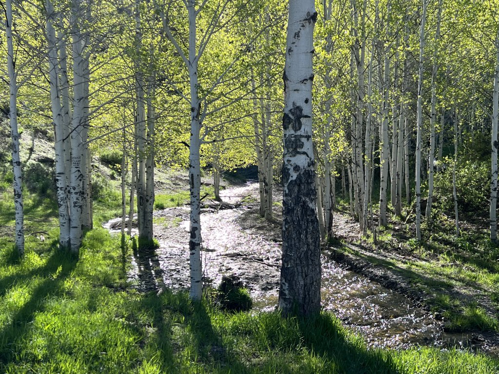 Dispersed campsite along Coal Creek