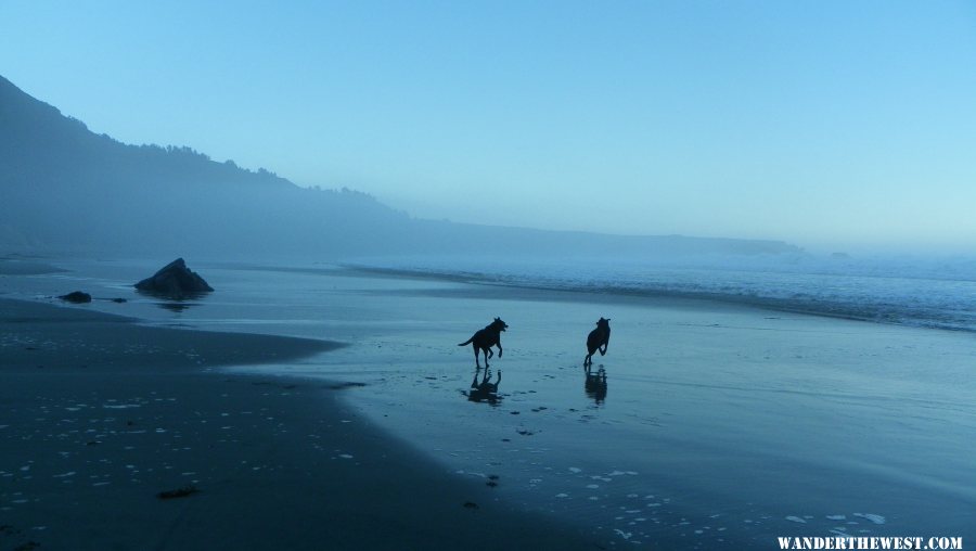 dogs shell beach