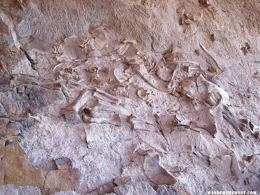 Douglass Quarry Fossils