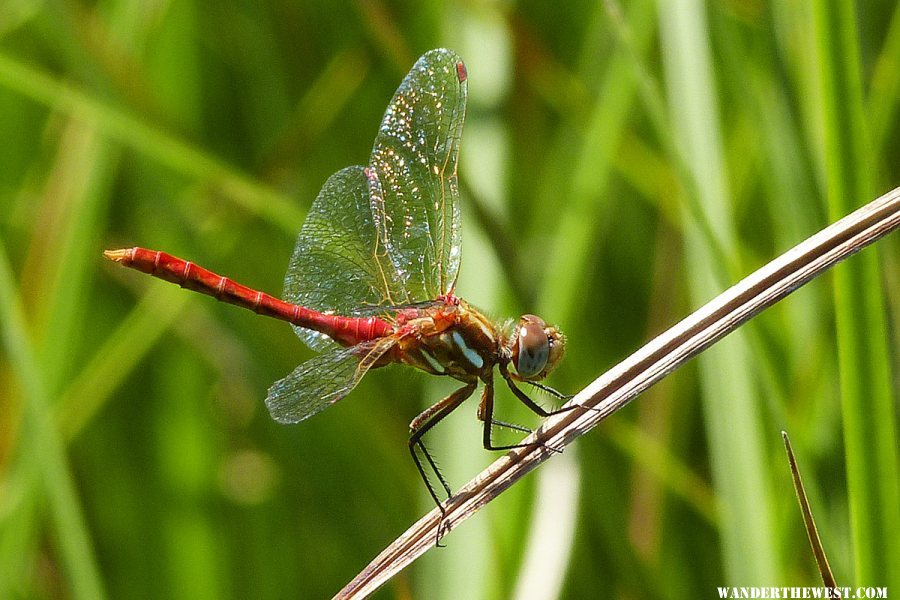 Dragonfly