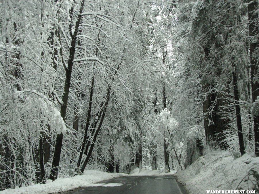 Driving to Wawona.