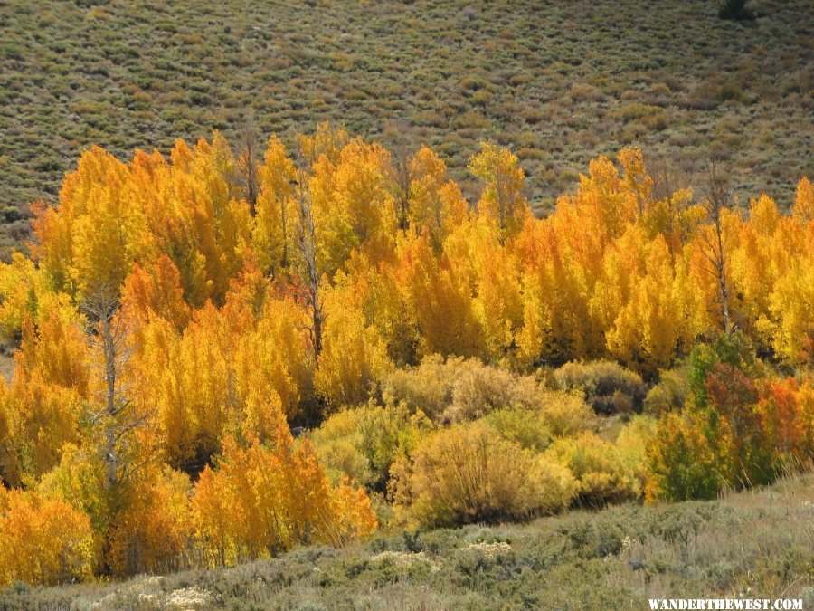 Eastern sierras fall colors