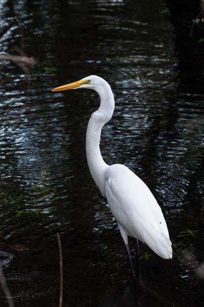 Egret, Manatee Springs State Park, FL