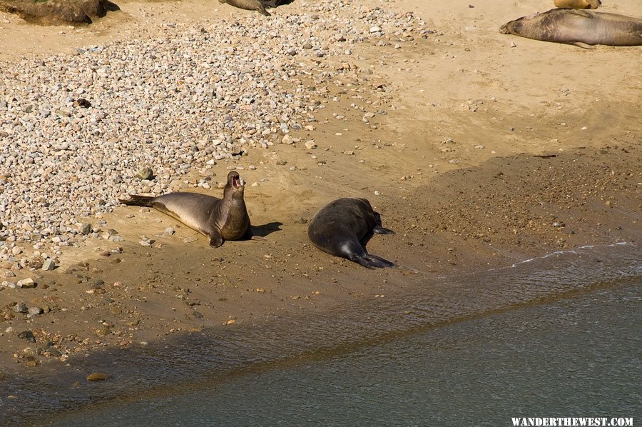 Elephant Seals at Point Reyes