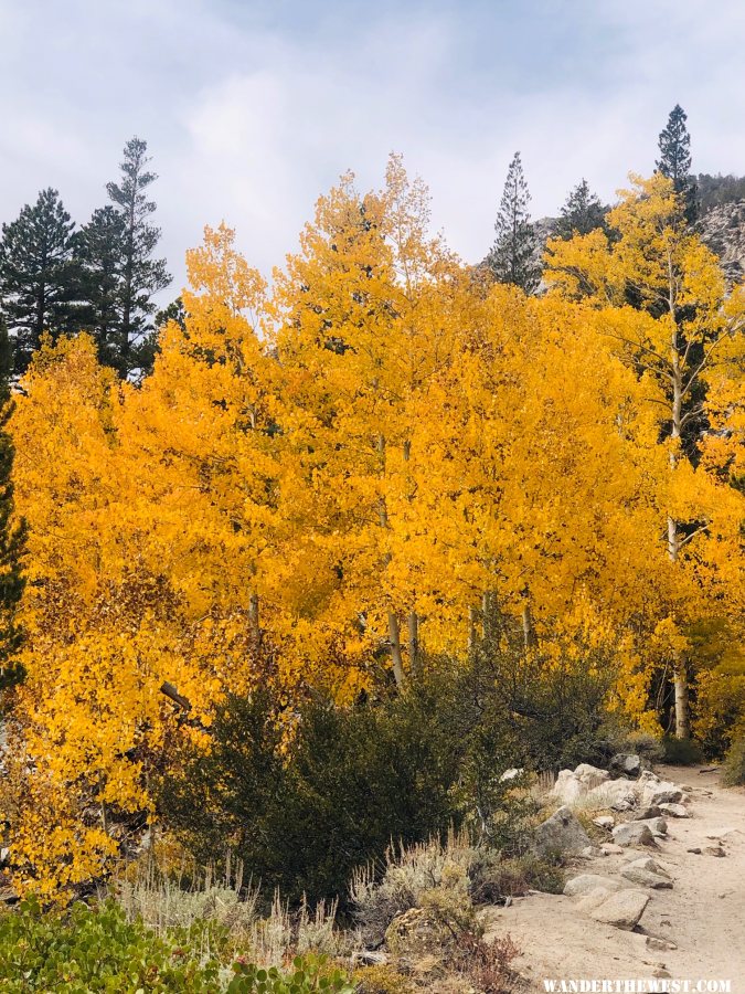 Fall 2019 Trees