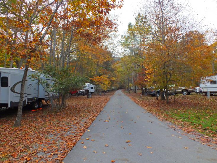 Fall folige in campground