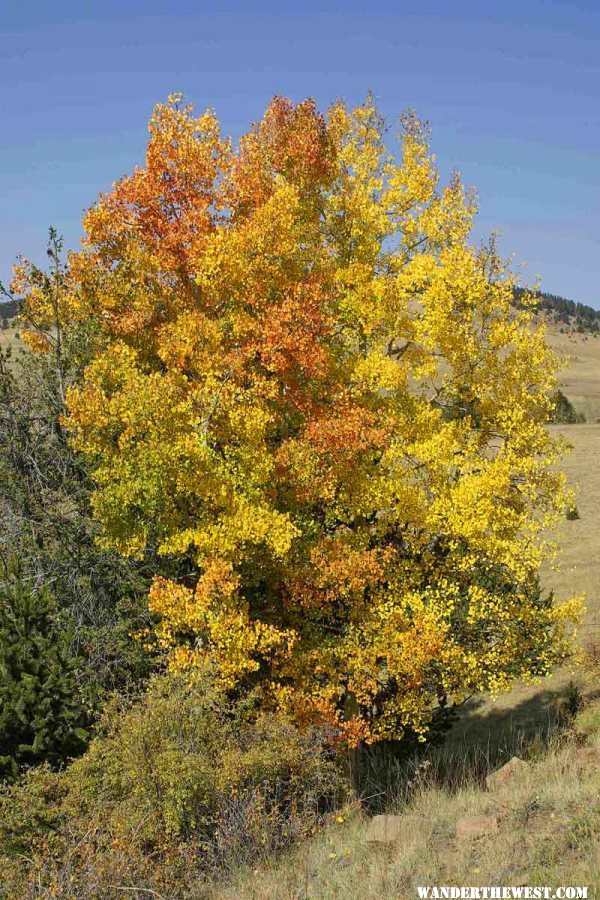 Fall Gold on the Gold Belt Tour