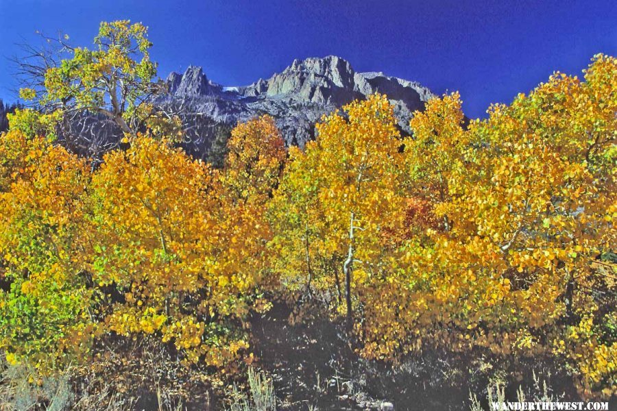 Fall near Mt Dana