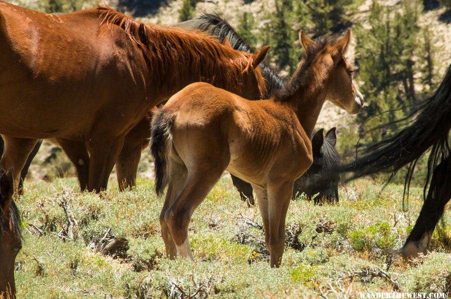 feral horses