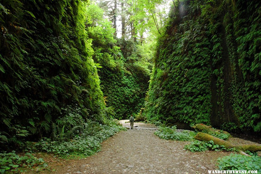 Fern Canyon