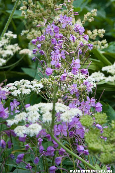 Fireweed (?) and friends at Wet Meadow