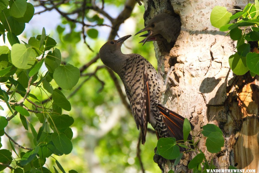 Flicker Family