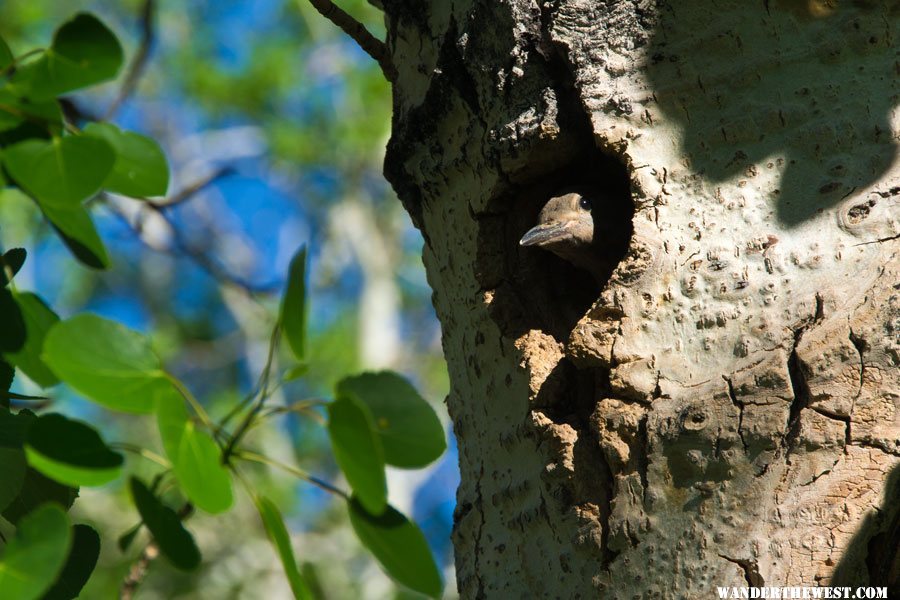 Flicker Nest