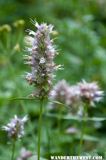 Flower 4 in Wet Meadow