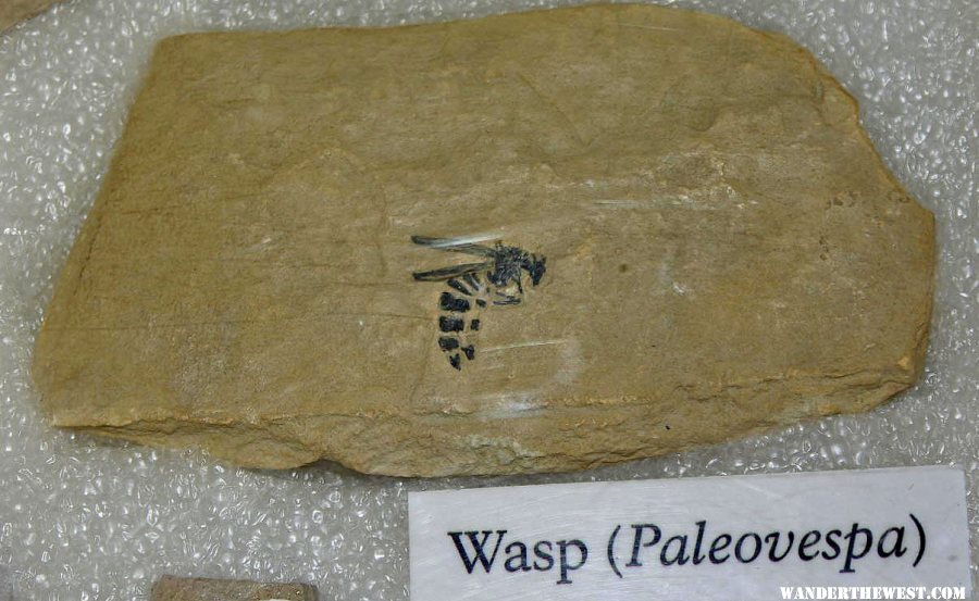 Fossil Wasp