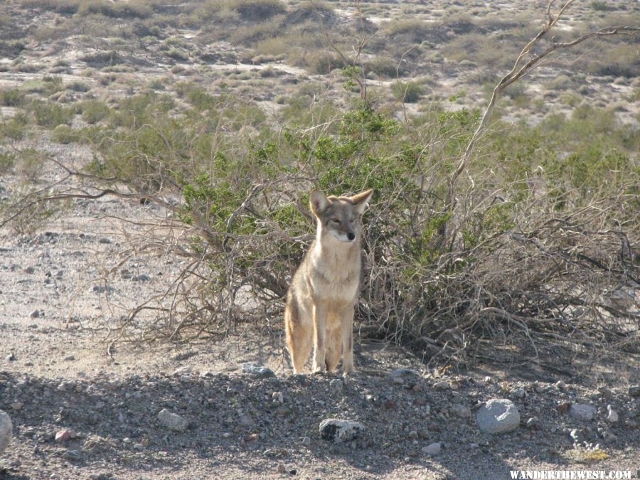 Friendly coyote.