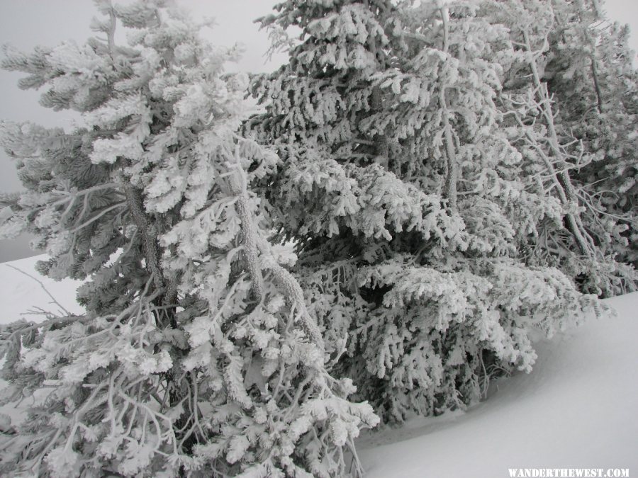 Frosted trees at Crater Lake.