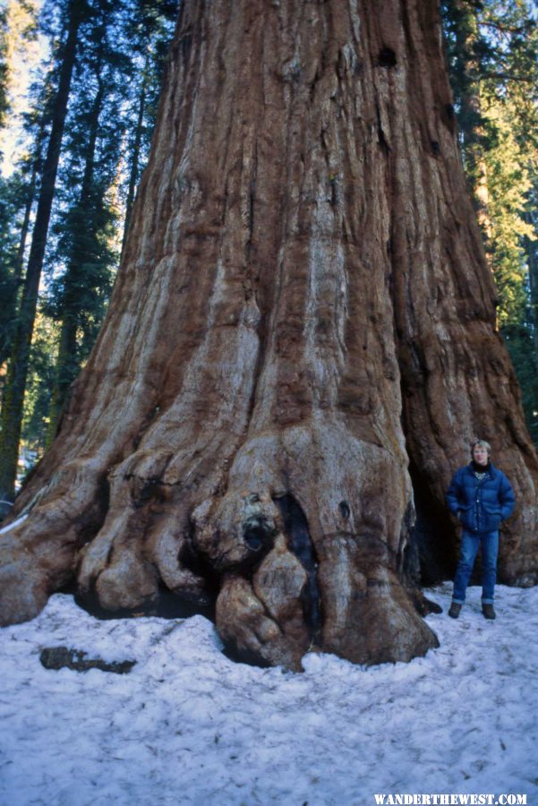 Giant Forest