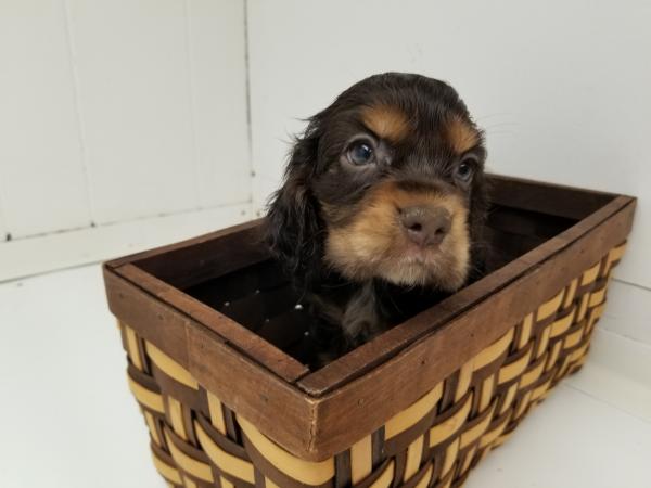 Ginger  8 weeks Our new Cocker spaniel.