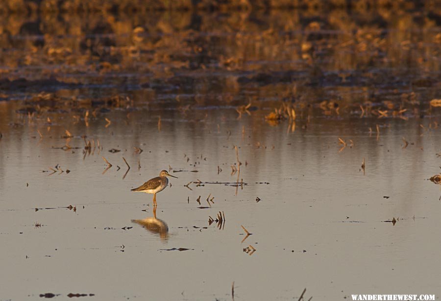 Greater Yellowlegs