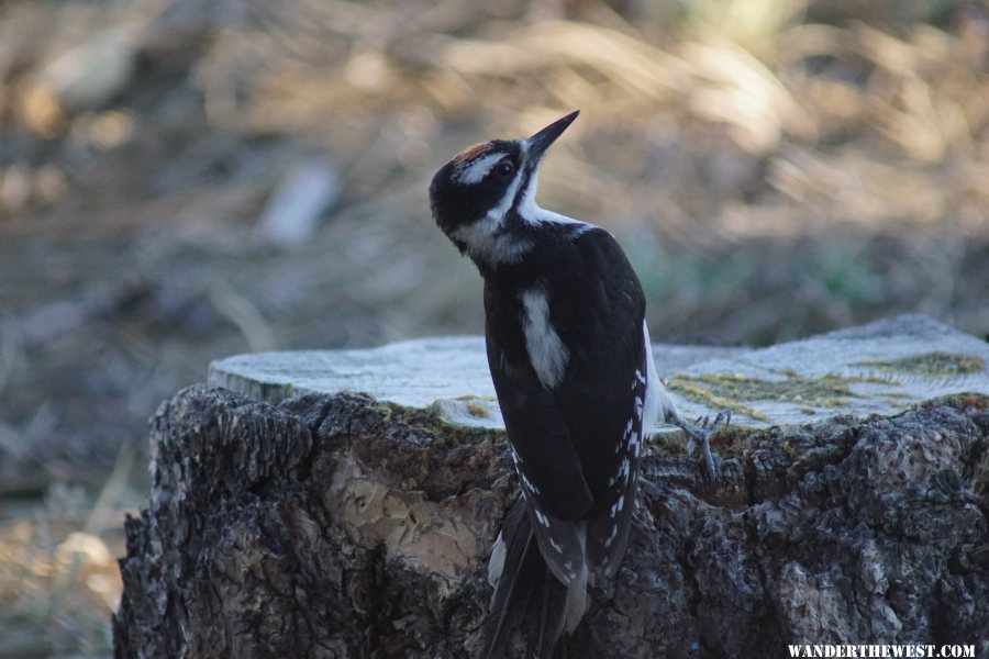 Hairy Woodpecker