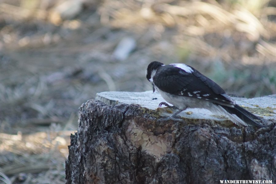 Hairy Woodpecker