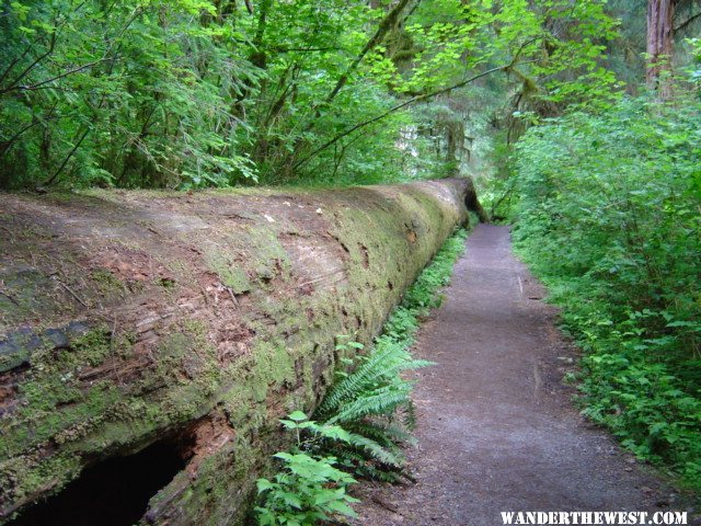 Hoh Rainforest 6.JPG