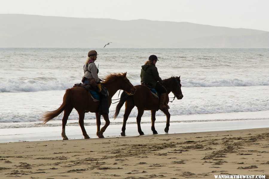 Horses on Limantour Beach