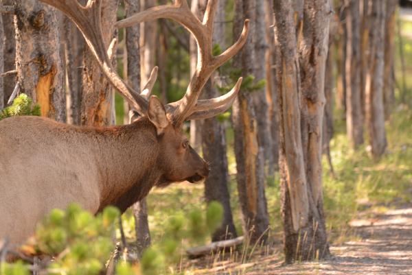 Hubba, Hubba, what a nice rack!