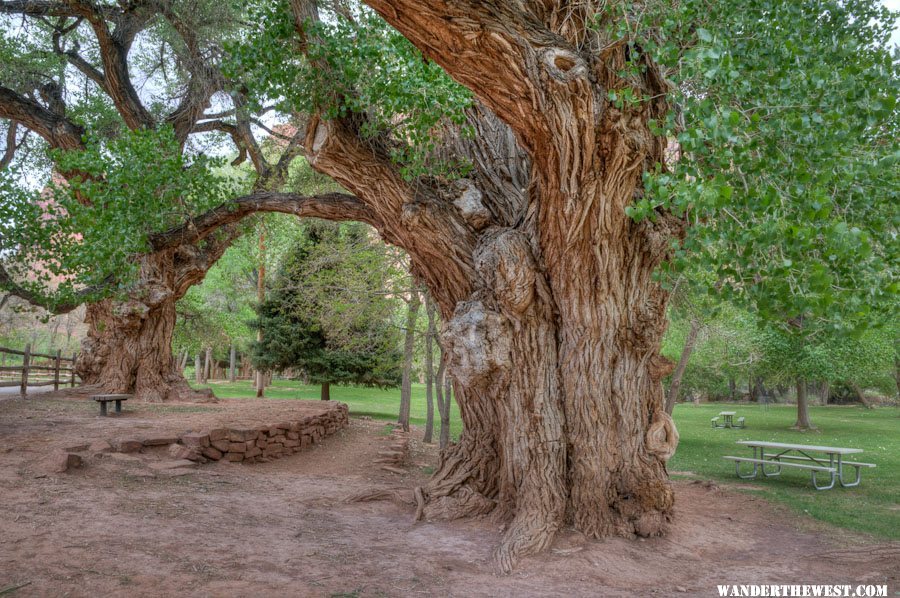 HUGE Gnarly Old Cottonwoods