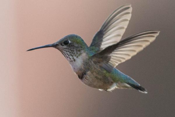 Hummingbird, Wenatchee River County Park, WA