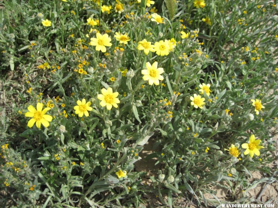 individual flowers @ Carizzo