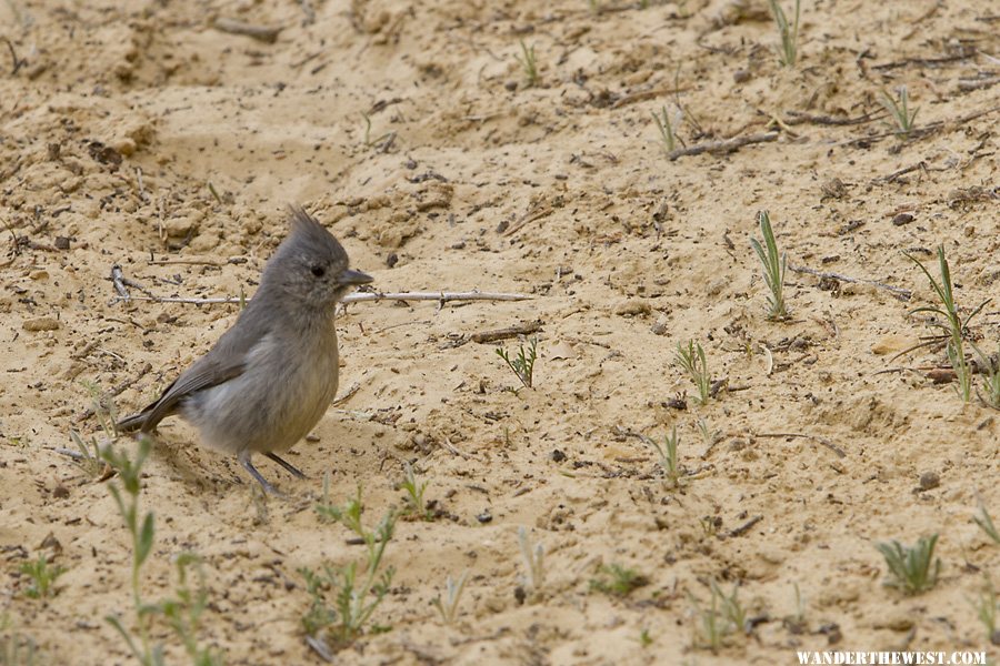 Juniper Titmouse