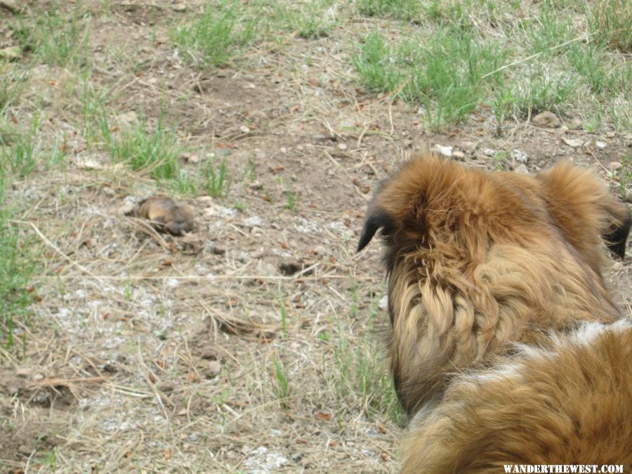 Katie and the pocket gopher