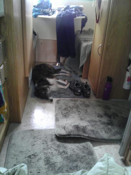 Kira passed out on the floor of the trailer after a weekend of mud. Thank goodness for vinyl floors!