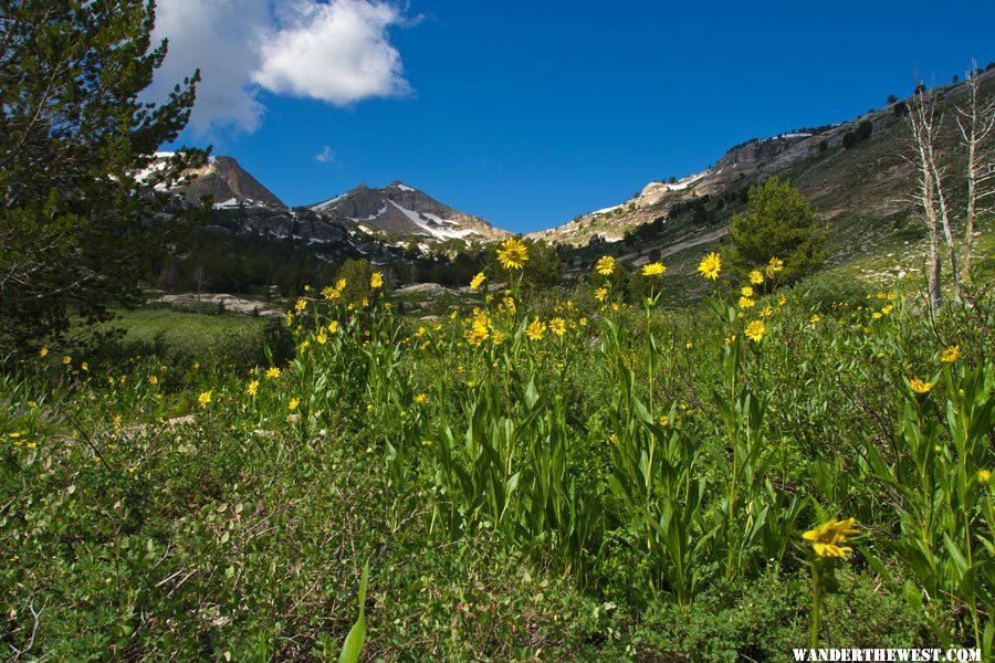 Lamoille Canyon