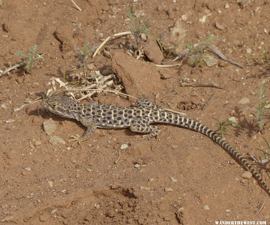 Large Spotted Leopard Lizard