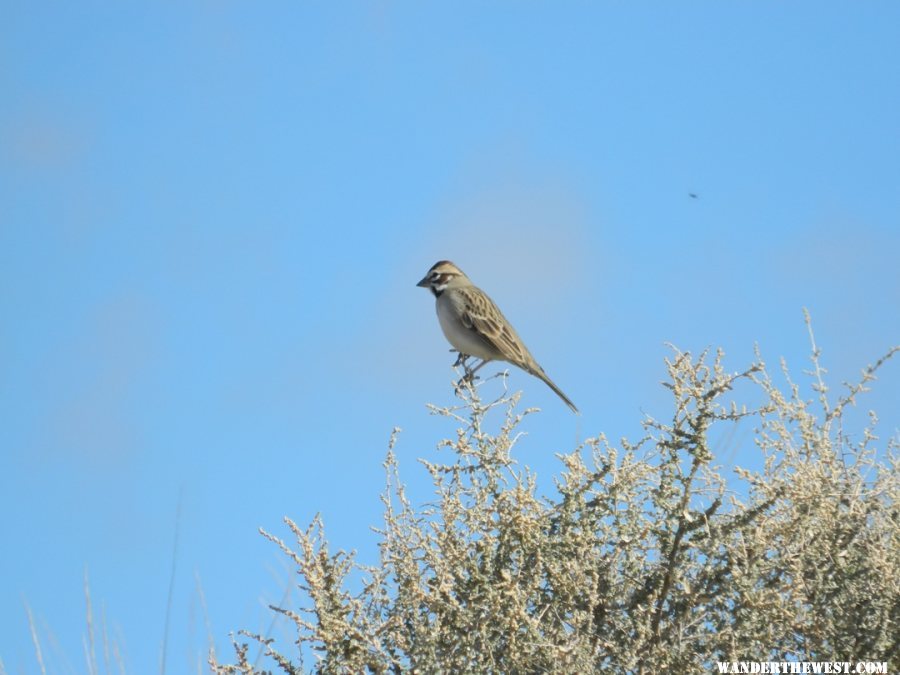 Lark Sparrow