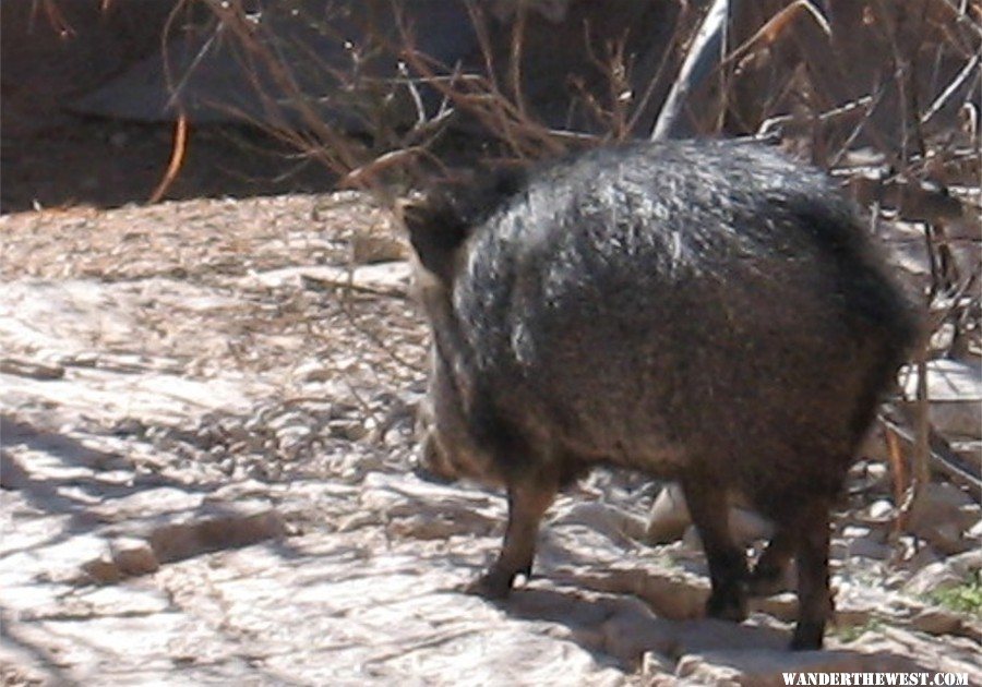 Lena Javelina