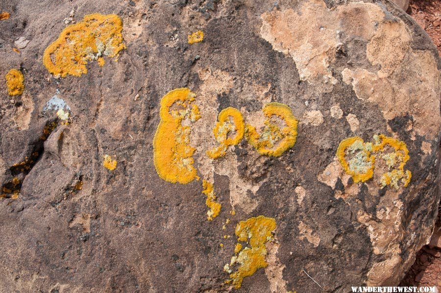 Lichen at Studhorse Peaks Camp