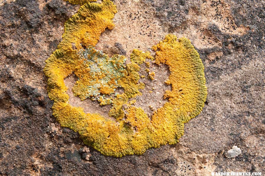 Lichen at Studhorse Peaks Camp