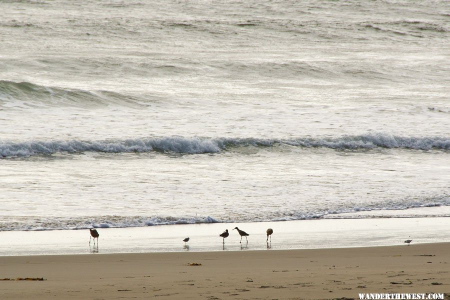 Limantour Beach