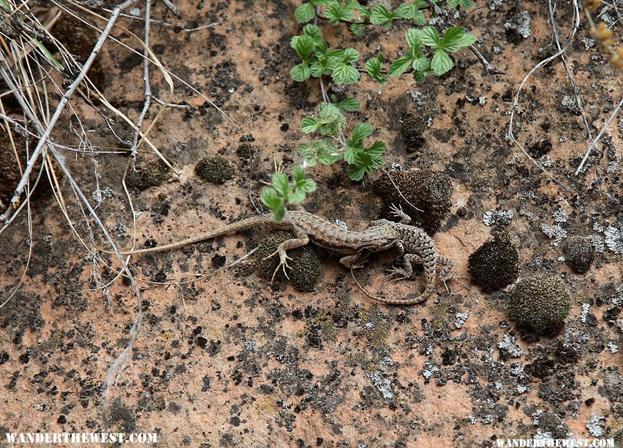 Lizard Fight!