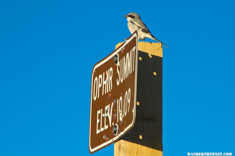 Loggerhead Shrike