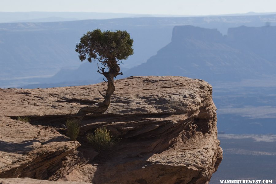 Lone Pine Tree in Canyon Lands Park Ut.